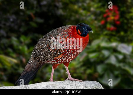 Satyr tragopan / crimson horned pheasant (Tragopan satyra) male in forest, native to the Himalayan reaches of India, Tibet, Nepal and Bhutan Stock Photo