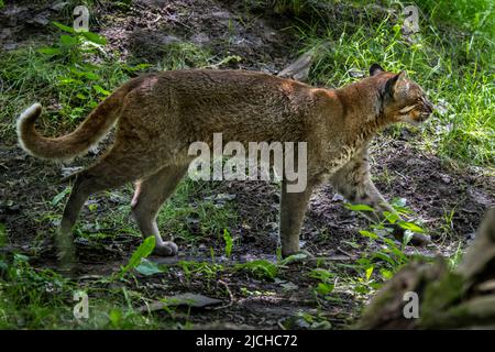 Asian golden cat / Temminck's cat / Asiatic golden cat (Catopuma temminckii) foraging in forest, native to India, Southeast Asia and China Stock Photo