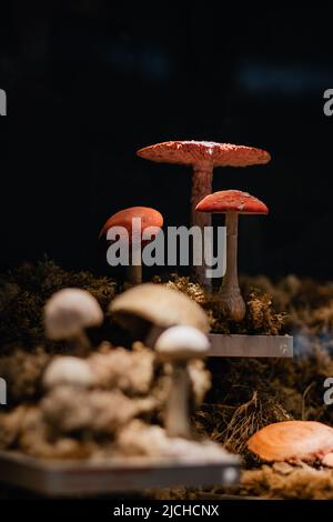 Red and white fly agaric in moss. Poisonous mushrooms. Stock Photo