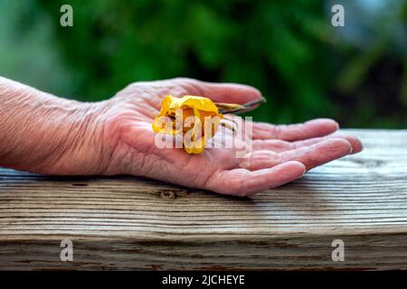 close-up of an old womans hand holding a dried yellow rose Stock Photo