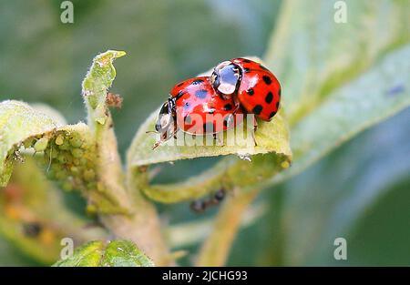 Berlin, Germany. 13th June, 2022. Two ladybugs sit on the young shoots of an apple tree with green aphids on their undersides. Ladybugs are a globally distributed family of hemispherical, flying beetles whose upper wings usually have a varying number of conspicuous spots. Many species feed on aphids and scale insects. Credit: Wolfgang Kumm/dpa/Alamy Live News Stock Photo