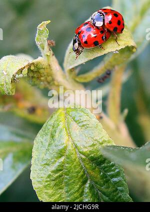 Berlin, Germany. 13th June, 2022. Two ladybugs sit on the young shoots of an apple tree with green aphids on their undersides. Ladybugs are a globally distributed family of hemispherical, flying beetles whose upper wings usually have a varying number of conspicuous spots. Many species feed on aphids and scale insects. Credit: Wolfgang Kumm/dpa/Alamy Live News Stock Photo