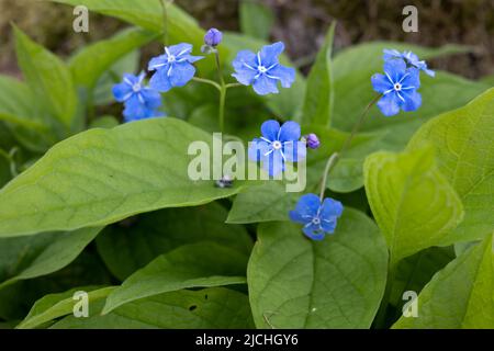Omphalodes verna, the creeping navelwort or blue-eyed-Mary flowers in closeup Stock Photo