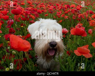 Dog enjoying a happy and joyful spring walk Stock Photo