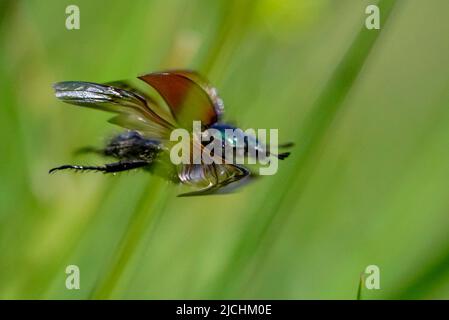 Phyllopertha horticola, garden chafer in flight, mid July Stock Photo