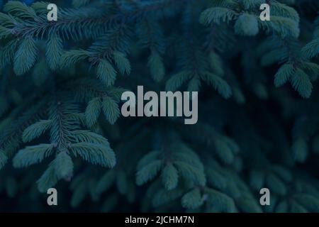 New year or Christmas wallpaper concept. Pine tree branches. Stock Photo
