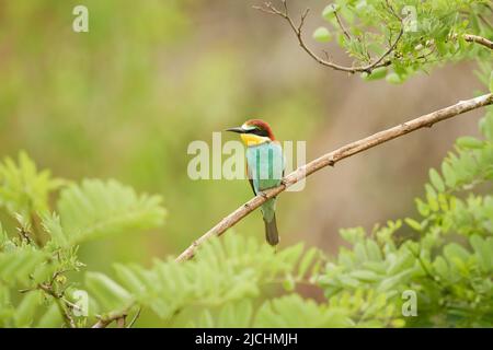 European bee-eater (Merops apiaster) perched on a tree branch Stock Photo