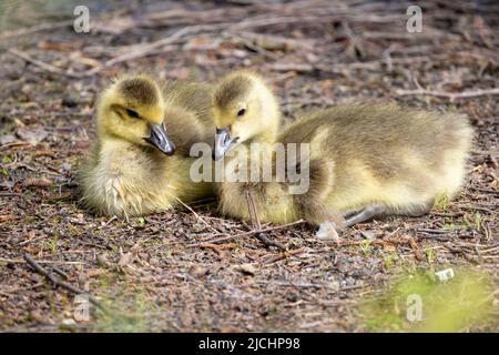 Two Baby Canada Geese, Branta canadensis, or goslings Resting on the ground. High quality photo Stock Photo