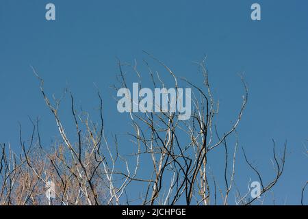 Withered tree branches against the blue summer sky. Stock Photo