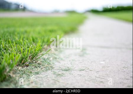 Grass clippings strewn across a residential sidewalk after mowing.  Stock Photo