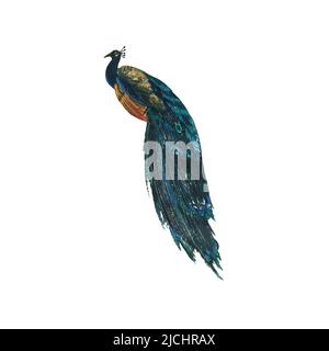 A peacock bird sitting with its tail folded. An isolated object from a large set of CUBA. Watercolor illustration. For decoration, design, composition Stock Photo