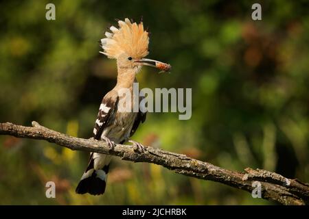 Eurasian Hoopoe (Upupa epops) feeding it's chicks captured in flight. Wide wings, typical crest and prey in the beak. Hunting insect, lizard, gecko, s Stock Photo