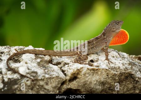 Brown Anole - Anolis sagrei also Cuban brown or De la Sagra anole, lizard in Dactyloidae, native to Cuba and Bahamas, widely introduced in Florida, Ha Stock Photo