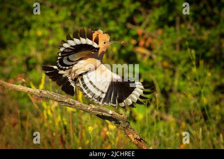 Eurasian Hoopoe (Upupa epops) feeding it's chicks captured in flight. Wide wings, typical crest and prey in the beak. Hunting insect, lizard, gecko, s Stock Photo