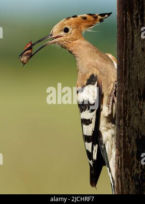 Eurasian Hoopoe (Upupa epops) feeding it's chicks captured in flight. Wide wings, typical crest and prey in the beak. Hunting insect, lizard, gecko, s Stock Photo