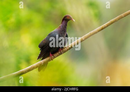 Scaly-naped pigeon - Patagioenas squamosa also Red-necked pigeon, bird family Columbidae, occurs throughout the Caribbean, large slate grey pigeon in Stock Photo