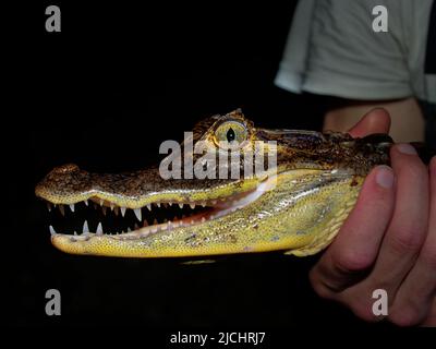 Spectacled caiman - Caiman crocodilus also white or common or speckled caiman in the night, crocodilian in Alligatoridae, brownish, yellowish-gray wit Stock Photo