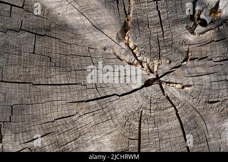 Top surface of a cut stump from a birch tree. Old wood texture background Stock Photo