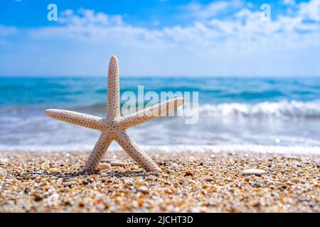 Starfish on a beautiful sandy beach in the Mediterranean Stock Photo