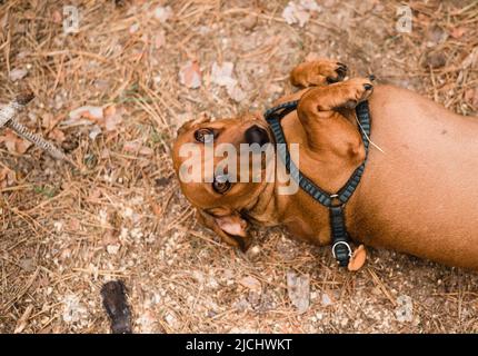 Red-brown dachshund dog lies on the ground. High quality photo Stock Photo