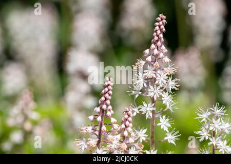 Close up of heartleaf foamflowers (tiarella cordifolia) in bloom Stock Photo