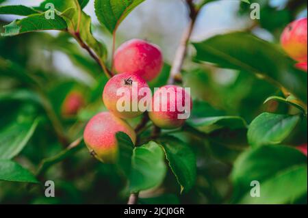 ripe pink or red apple fruits hanging on an apple tree branch in late summer Stock Photo