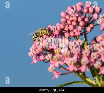 A closeup view of a Sand Wasp with a colorful pink and light green eye, pollinating a Swamp Milkweed flower against a clean blue background. Stock Photo