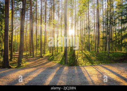 Beautiful forest in spring with bright sun shining through the trees Stock Photo