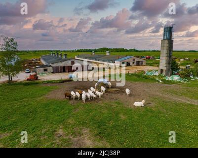 Aerial view of many oxen grazing on sunny summer day on feedlot cattle farm. Stock Photo