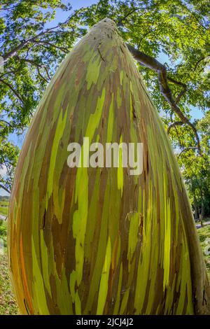 A distorted fisheye close up of rainbow eucalyptus bark, Eucalyptus deglupta, Maui Hawaii. This tree is also known as painted eucalyptus. Stock Photo