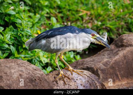 This black-crowned night heron, Nycticorax nycticorax, has caught a tilapia in a pond on Maui, Hawaii. The Hawaiian name for this species is Auku'u. Stock Photo