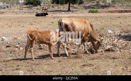 A calf feeding on its mother's milk in the field. Stock Photo