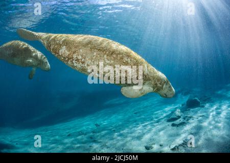 Endangered Florida Manatees, Trichechus manatus latirostris, gather at Three Sisters Spring in Crystal River, Florida, USA. The Florida Manatee is a s Stock Photo