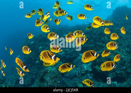 Raccoon butterflyfish, Chaetodon lunula, can sometimes be found in large schools over the reef, Hawaii. Stock Photo