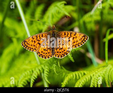 Boloria selene, male small pearl bordered fritillary butterfly resting on bracken on moorland above Shipley Bridge, Dartmoor Stock Photo