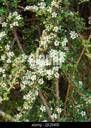 Small leaved cotoneaster, Cotoneaster integrifolius, probably bird sown, in early summer flower on the path above Shipley Bridge, Dartmoor, UK, Stock Photo