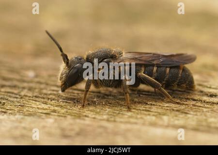 Detailed closeup on a cleptoparasite female Banded Dark bee, Stelis punctulatissima sitting on wood Stock Photo