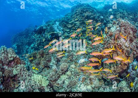 Divers (MR) pictured with yellowfin goatfish, Mulloidichthys vanicolensis, over a hard coral reef off the Island of Lanai, Hawaii. Stock Photo