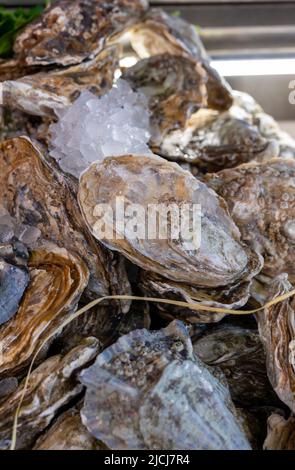 Fresh raw closed oysters seashells for sale on fish market ready to eat Stock Photo