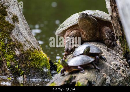 common snapping turtle (Chelydra serpentina) and painted turtle (Chrysemys picta) Stock Photo