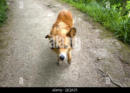 Dog Fox Hybrid Mammalian Hybrids Vulpine Stock Photo