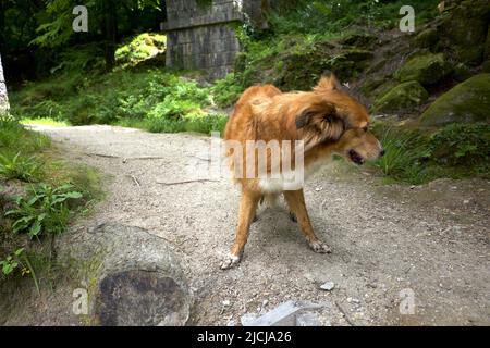 Dog Fox Hybrid Mammalian Hybrids Vulpine Stock Photo