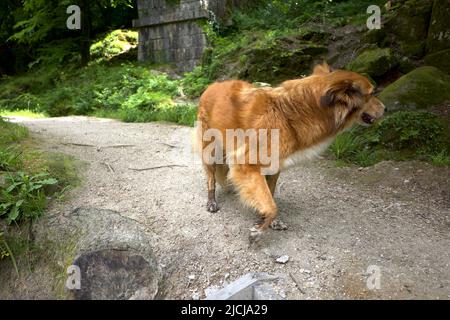 Dog Fox Hybrid Mammalian Hybrids Vulpine Stock Photo