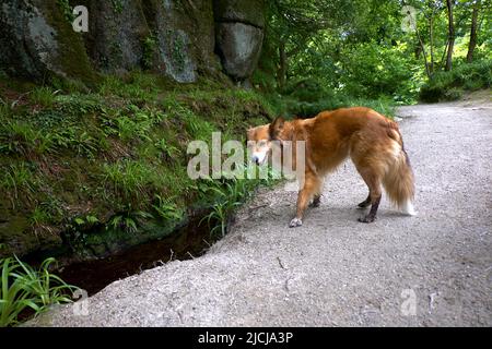 Dog Fox Hybrid Mammalian Hybrids Vulpine Stock Photo