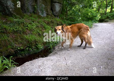 Dog Fox Hybrid Mammalian Hybrids Vulpine Stock Photo