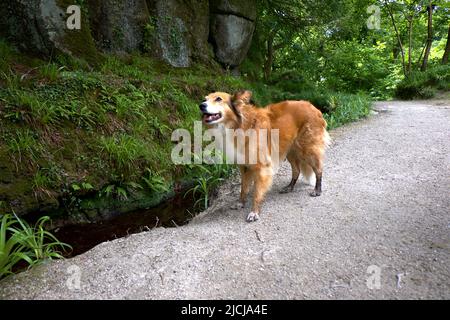 Dog Fox Hybrid Mammalian Hybrids Vulpine Stock Photo