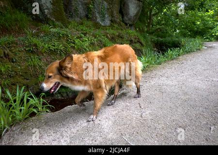 Dog Fox Hybrid Mammalian Hybrids Vulpine Stock Photo