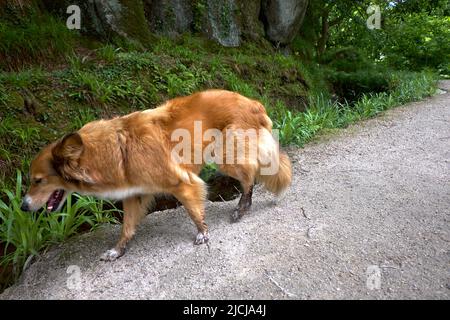 Dog Fox Hybrid Mammalian Hybrids Vulpine Stock Photo