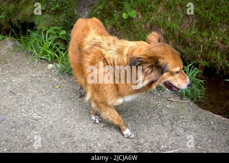 Dog Fox Hybrid Mammalian Hybrids Vulpine Stock Photo