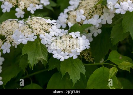 Hydrangea quercifolia, commonly known as oakleaf hydrangea or oak-leaved hydrangea Stock Photo